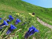 34 Gentiana acaulis (Genziana di Koch) con Pulsatilla alpina sulphurea (Anemone sulfureo)  